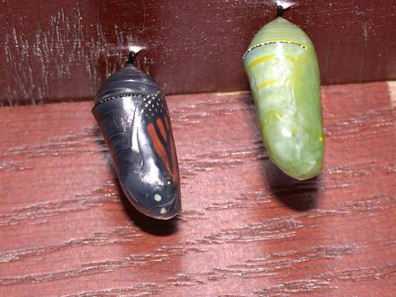 Ready To Eclose (Asclepias syriaca Common Milkweed)