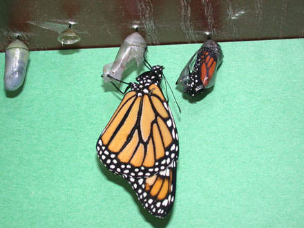 Eclosing (Asclepias syriaca Common Milkweed)