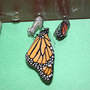 Monarch_eclose_a_9-13-03_sm
