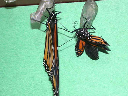 Much To Do (Asclepias syriaca Common Milkweed)
