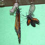 Monarch_eclose_d_9-13-03_prob_split_sm