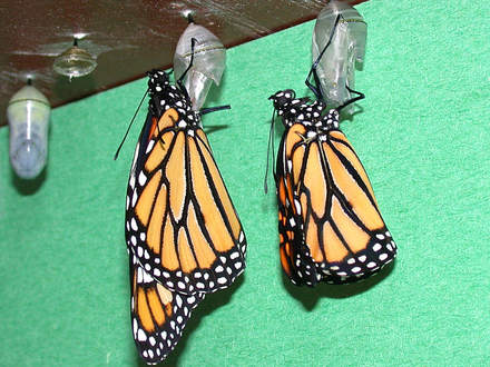 Pump - It - Up (Asclepias syriaca Common Milkweed)