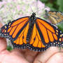 Monarch_release_male_8-27-03_sm