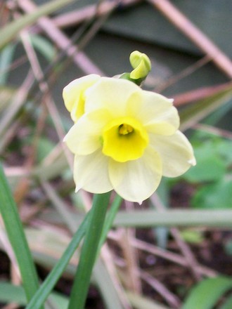18_3_1.jpg (Narcissus)
