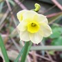 18_3_1.jpg (Narcissus)