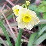 18_3_2.jpg (Narcissus)