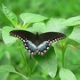 Spicebush_st_7-17-05_exc