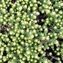 sedum