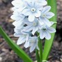 18_3_3.jpg (Puschkinia scilloides)