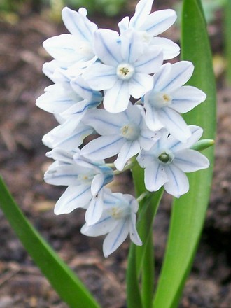 18_3_4.jpg (Puschkinia scilloides)