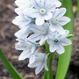 18_3_4.jpg (Puschkinia scilloides)