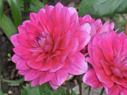 A garden flower photo