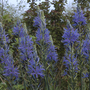Camassia_cuisickii (Camassia cuisickii)