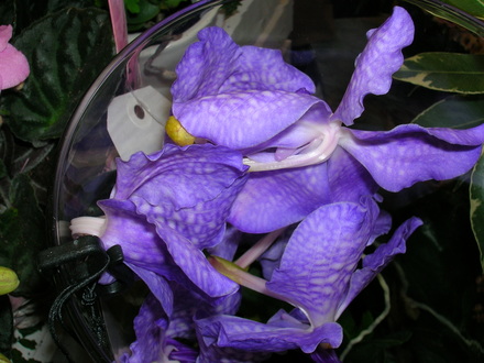 Purple orchid