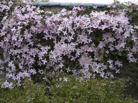 Clematis montana 'Elizabeth' (Clematis montana 'Elizabeth')