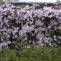 Clematis_elizabeth