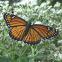 Viceroy Butterfly (Eupatorium perfoliatum)