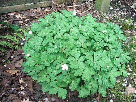Anemone flaccida (Anemone flaccida)