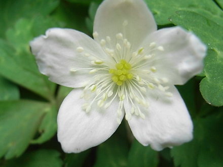 Anemone flaccida - close-up of flower (Anemone flaccida)