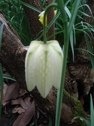Fritillaria meleagris - white form (Fritillaria meleagris)