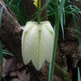 Fritillaria meleagris - white form (Fritillaria meleagris)