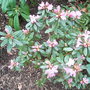 Rhododendron__pintail_