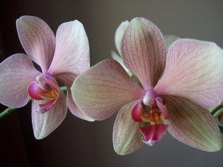 Phalaenopsis blooms (Phalaenopsis)