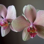 Phalaenopsis blooms (Phalaenopsis)