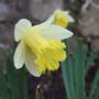 Mini_narcissus