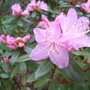 Rhododendron__pintail__-_close-up