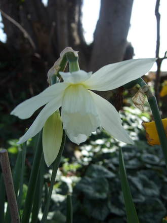 Narcissus 'Thalia'