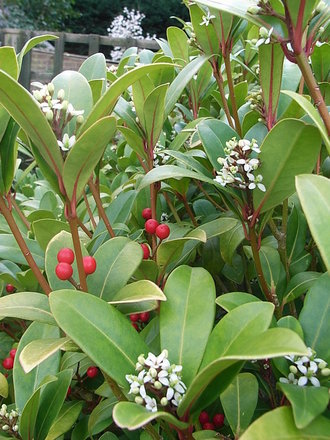 Skimmia japonica - female (Skimmia japonica)