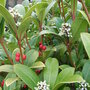 Skimmia japonica - female (Skimmia japonica)