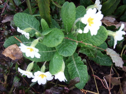 White Primroses (Primula vulgaris (Native primrose))