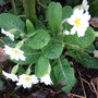 White_primroses