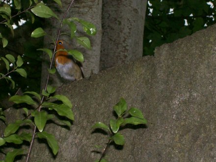 robin