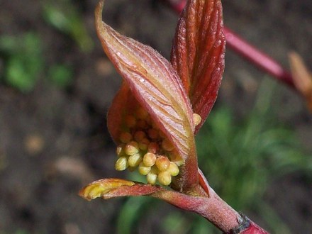 FLOWER?