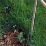 Soil Beneth Grass....