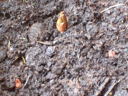These will be Star Gazer Lillys ...
