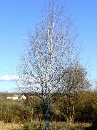 Beautiful silver birch
