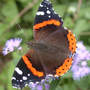 Laportea canadensis