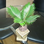 Cycas revoluta