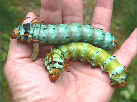 Regal moth larvae, Hickory Horned Devils (Rhus glabra)