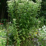 Boneset_full_plant_in_bloom_8-18-06_exc_sm