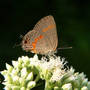 Hairstreak_red-banded_8-12-07_rtside_exc_sm