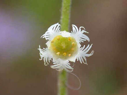 Miterwort, Bishop's Cap Close (Mitella diphylla)