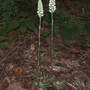 Downy_rattlesnake_plantain_orchid_flvw_8-05-05_exc_med