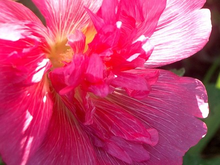 July 2007 (Alcea rosea (Black Hollyhock))