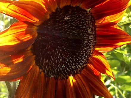 July 2007 (Helianthus annuus (Sunflower))