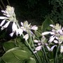 Hosta fortunei (Plantain lily)